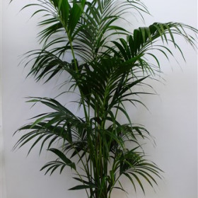 kentia-palm---200---220-cm-in-witte-of-zwarte-pot.jpg
