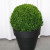 buxus-in-witte-of-zwrate-pot-1-.jpg
